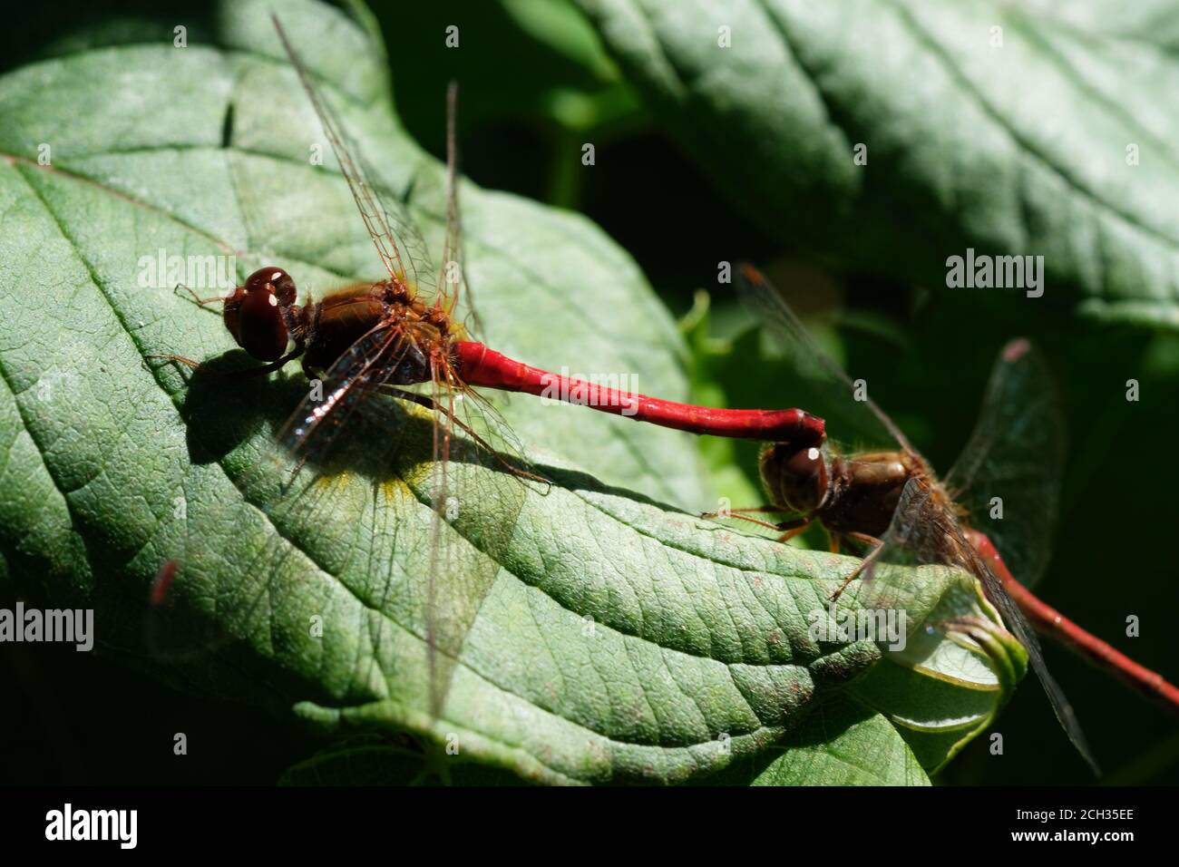 Autunno meadowhawk (Sympetrum vicinum) maschile & femminile libellula accoppiamento in tandem collegamento su una foglia a Ottawa, Ontario, Canada. Foto Stock