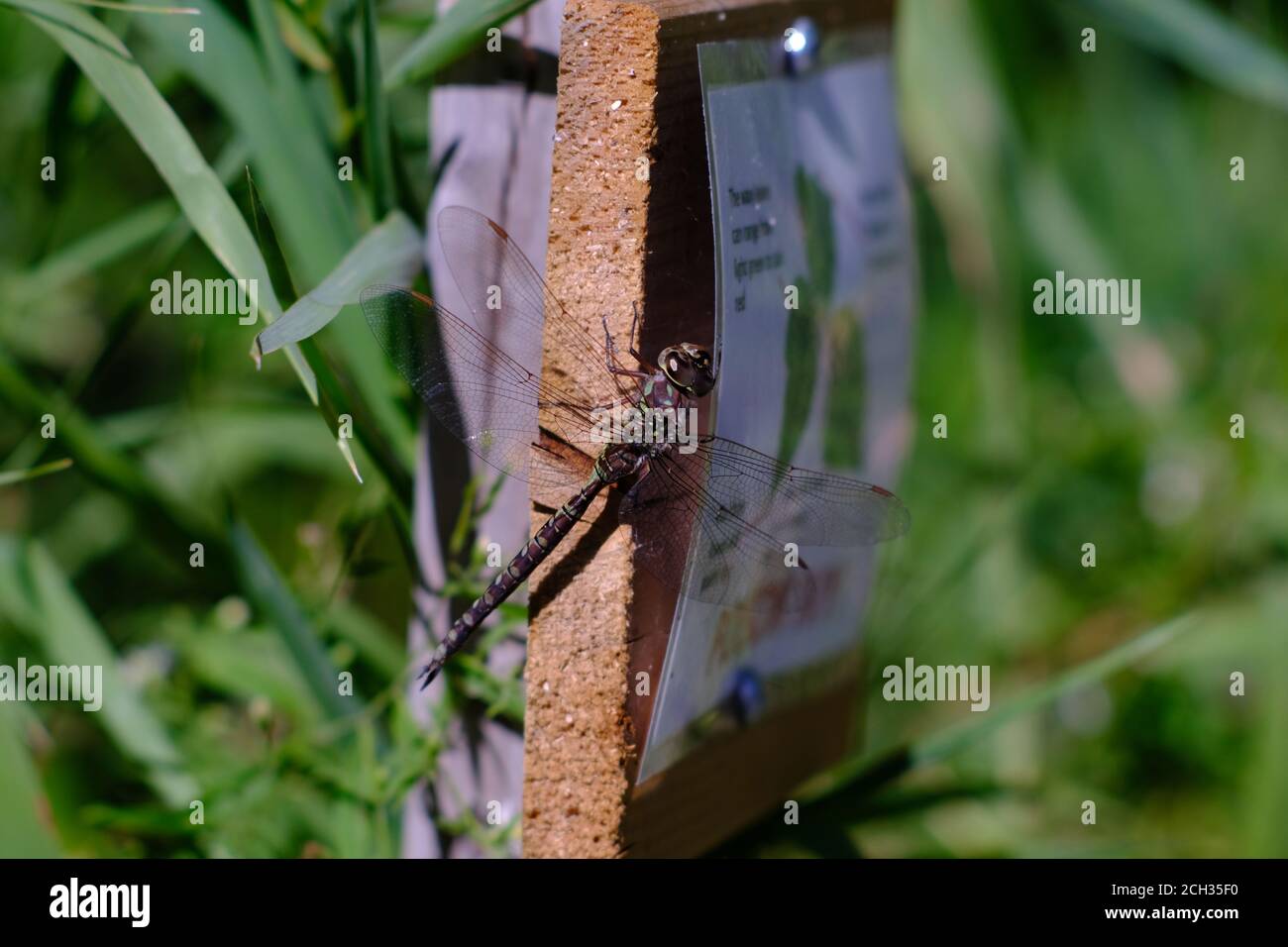 Darner (Aeshna constricta) femmina a punta di lancia sul lato di un cartello di avvertimento 'avy veleno', Petrie Island, Ottawa, Ontario, Canada. Foto Stock