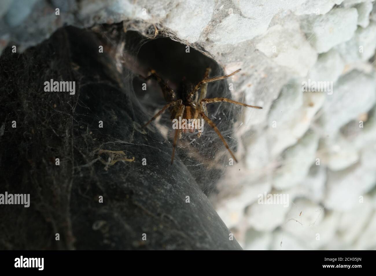 Ragno d'erba (Agelenopsis spp.) con il suo nastro di imbuto incorporato nel foro di ringhiera del montante dal lato di un canale, Ottawa, Ontario, Canada. Foto Stock