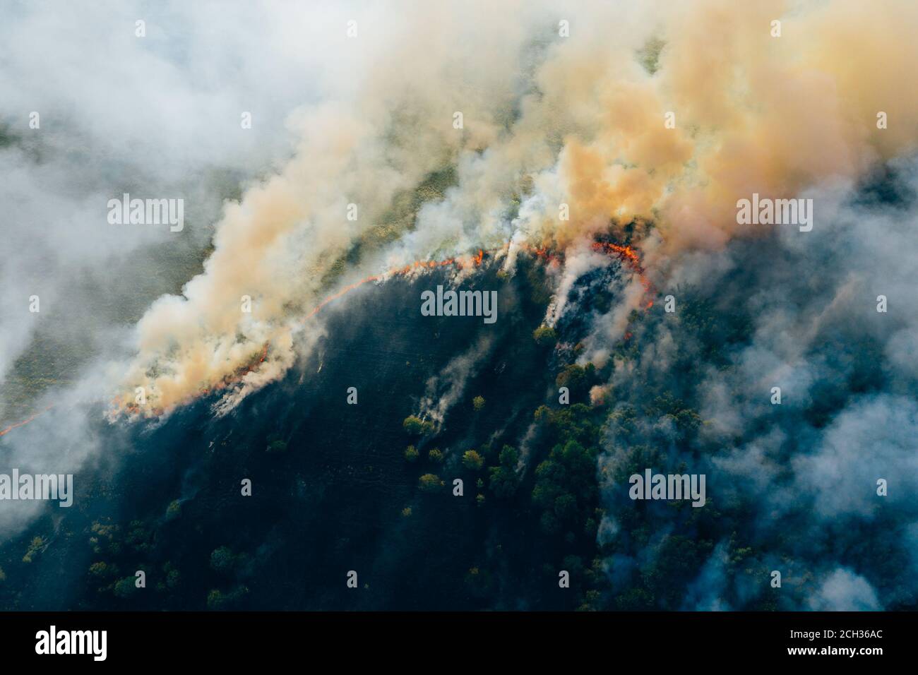 Vista aerea fuma nuvole di fuoco selvaggio. Fuoco in foreste si diffonde, disastro naturale. Erba secca e alberi che bruciano. Concetto di cambiamento climatico. Foto Stock