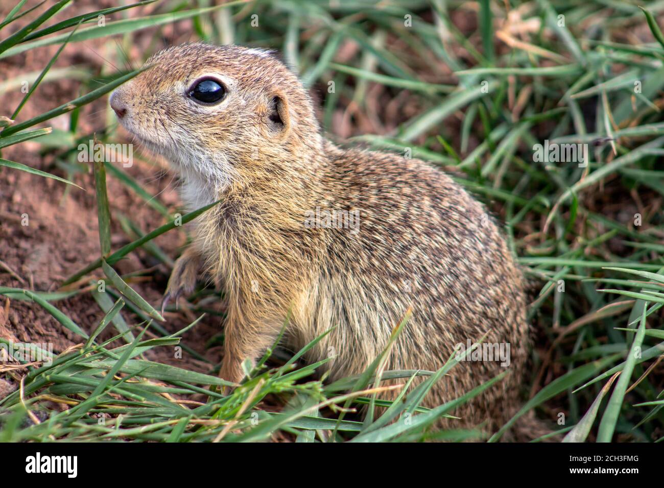 Ritratto di Gopher in erba. Il campo, il cielo e il sole si riflettono nel suo occhio. Foto Stock