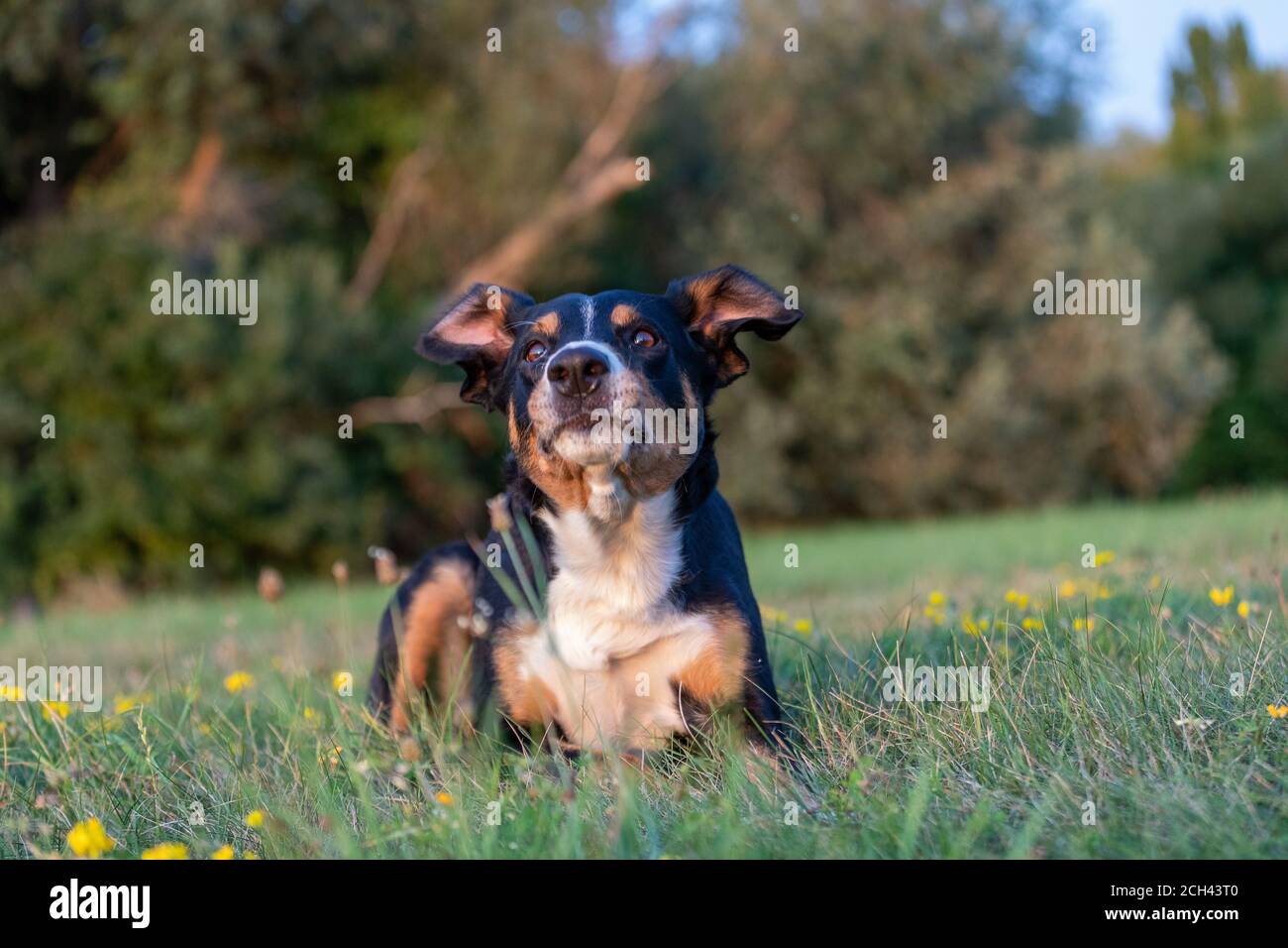 Divertente appenzeller Sennenhund cane Foto Stock