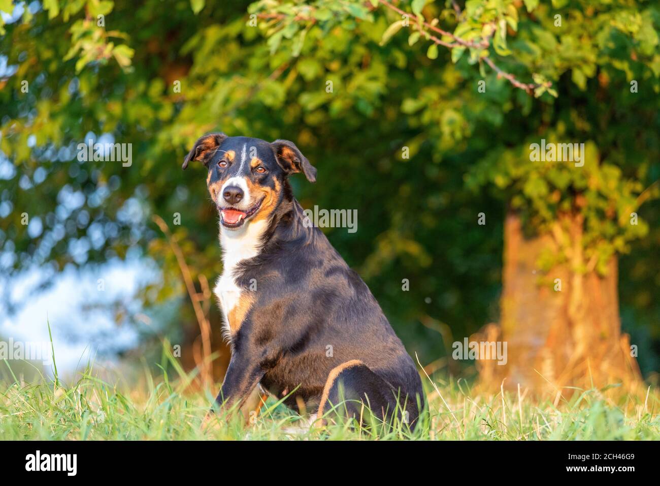 La Appenzeller mountain dog sitter in erba all'aperto Foto Stock