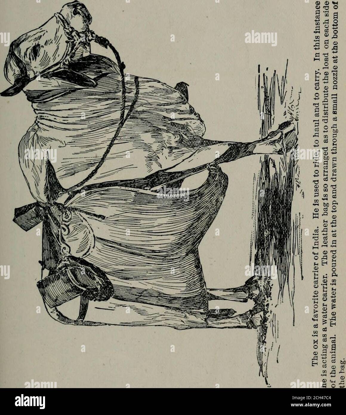 . La scienza delle ferrovie . Un personaggio notevole di Bombay che fa bis modo di sghidare le strade della città CARROZZA IX INDIA. 167. 168 CARRELLO m INDIA. Foto Stock