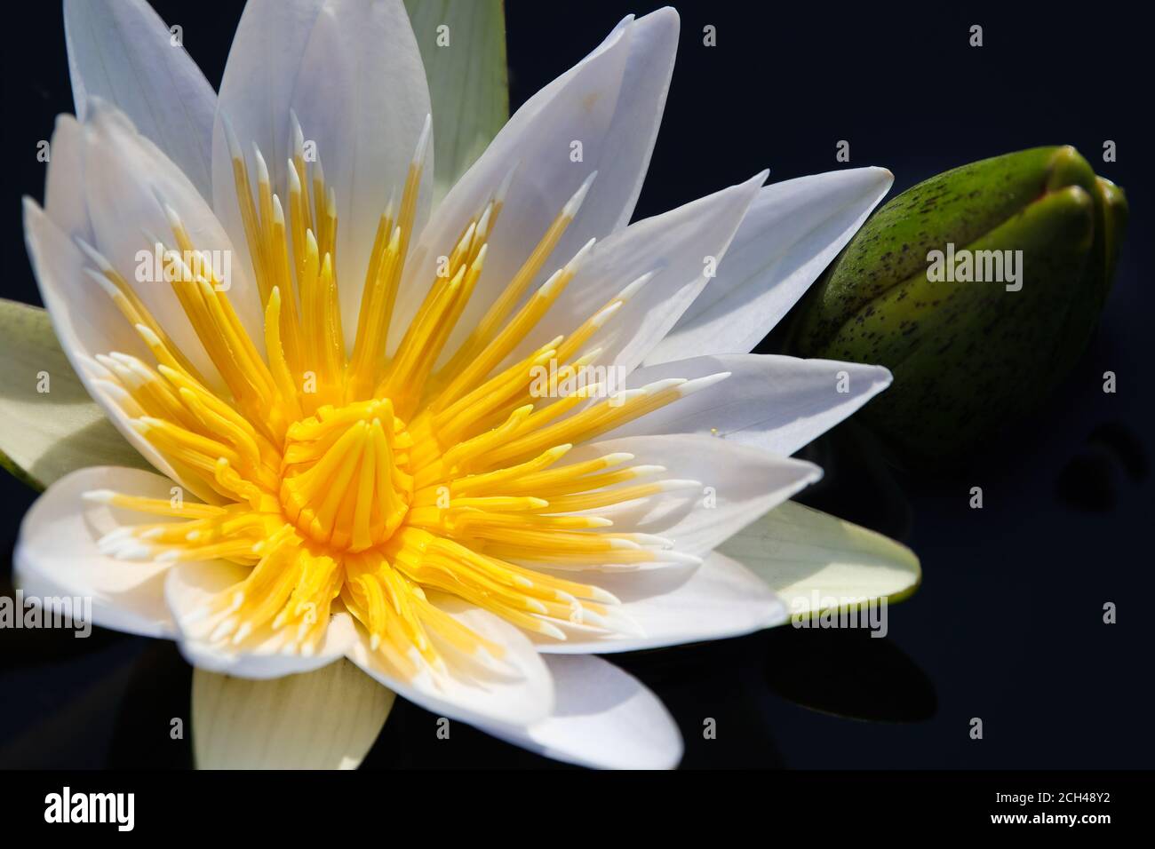 Ninfea bianca di loto con bulbo di fiori (Ninfea nouchali) Foto Stock