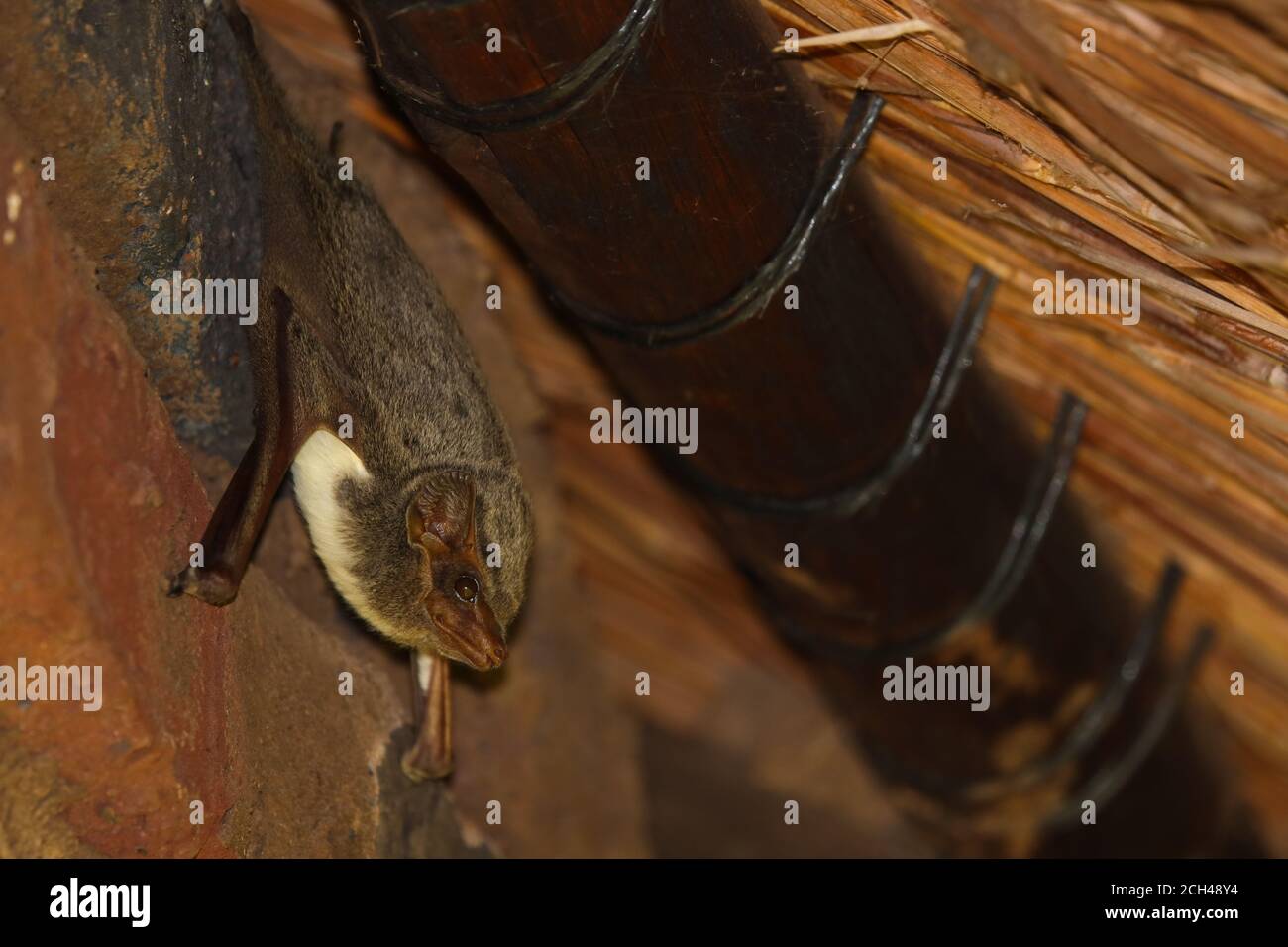 Zombino Mauriziano appese sotto tetto di paglia (Taphozous mauritianus) Foto Stock
