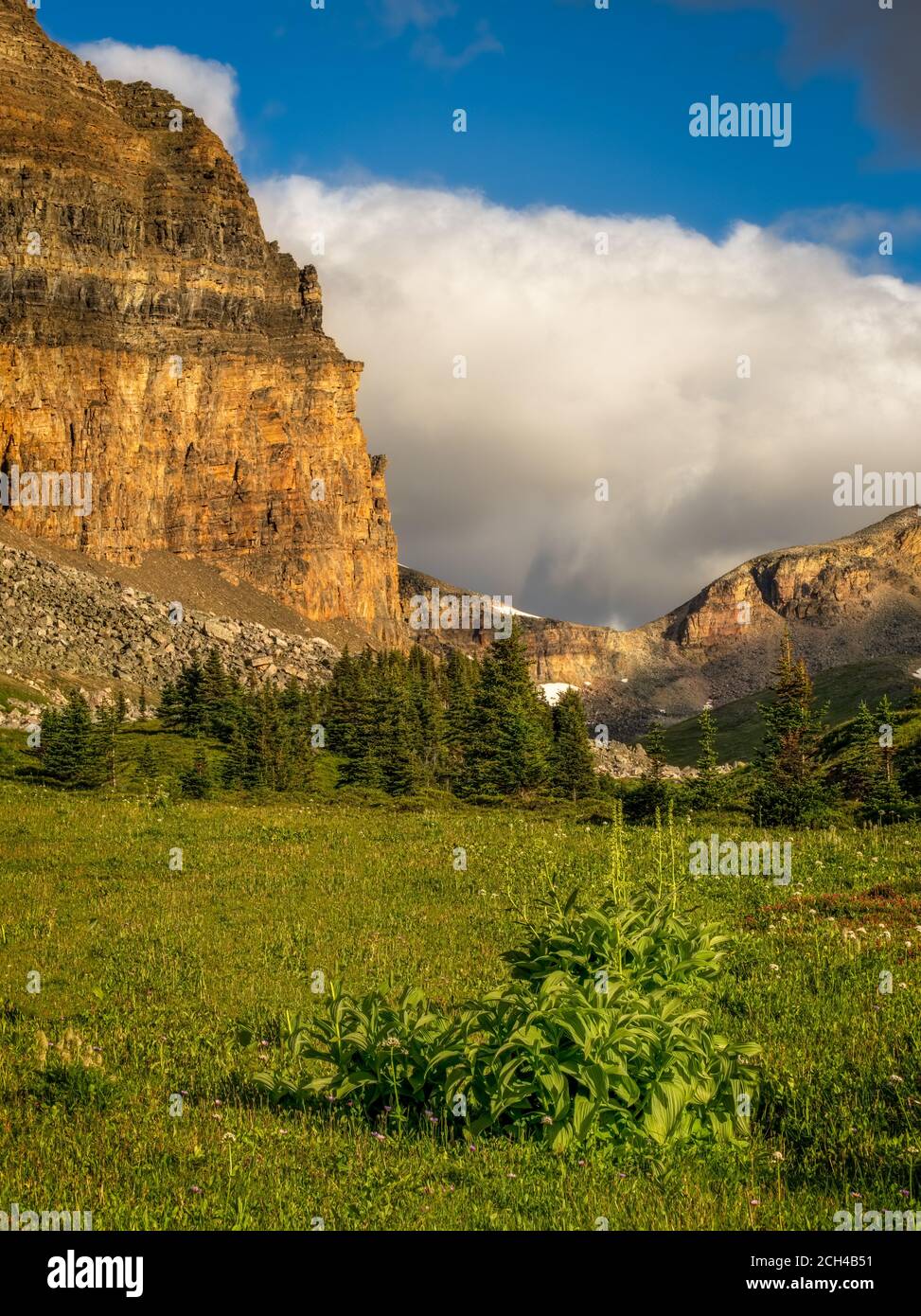 Vista delle Montagne Rocciose Canadesi di Wildflowers con Vista parziale delle montagne, Banff National Park, Alberta, Canada. Foto Stock