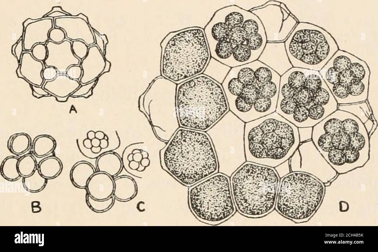 . Algæ. Vol. I. Myxophyceæ, Peridinieæ, Bacillarieæ, Chlorophyceæ, insieme ad una breve sintesi del verificarsi e della distribuzione di freshwat4er Algæ . e Autosporacese in cui tutte le forme possiedono un coenobio definito e regolare. In questo caso, tuttavia, il coenobio non è piatto (come nello Scenedesmo tra i Selenastresi) ma sferico o poliedro. I tre generi noti differiscono essenzialmente nel raggruppamento delle cellule. In Coelastrum le cellule sono arrotondate o poligonali, aderendo strettamente dai loro margini per formare una sfera o cubo cavo (G. cubicmn). Nella maggior parte delle specie la superficie esterna di ciascuna Foto Stock