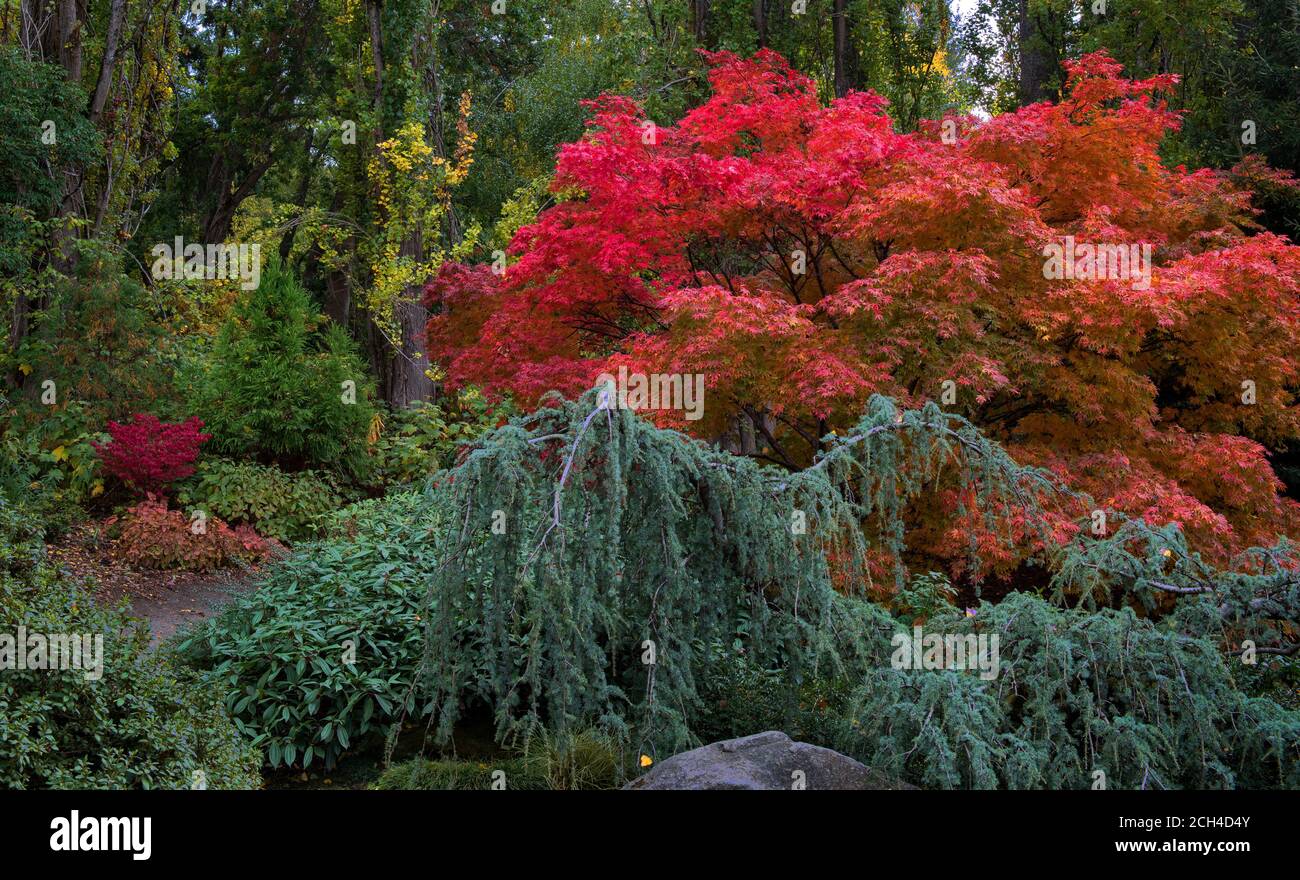 Alberi di acero in colore autunnale al Kubota Japanese Garden, Seattle, Washington Foto Stock