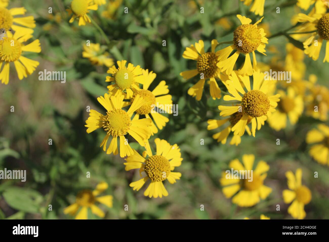 sneezeweed comune a Wayside Woods in pieno sole a Morton Grove, Illinois Foto Stock