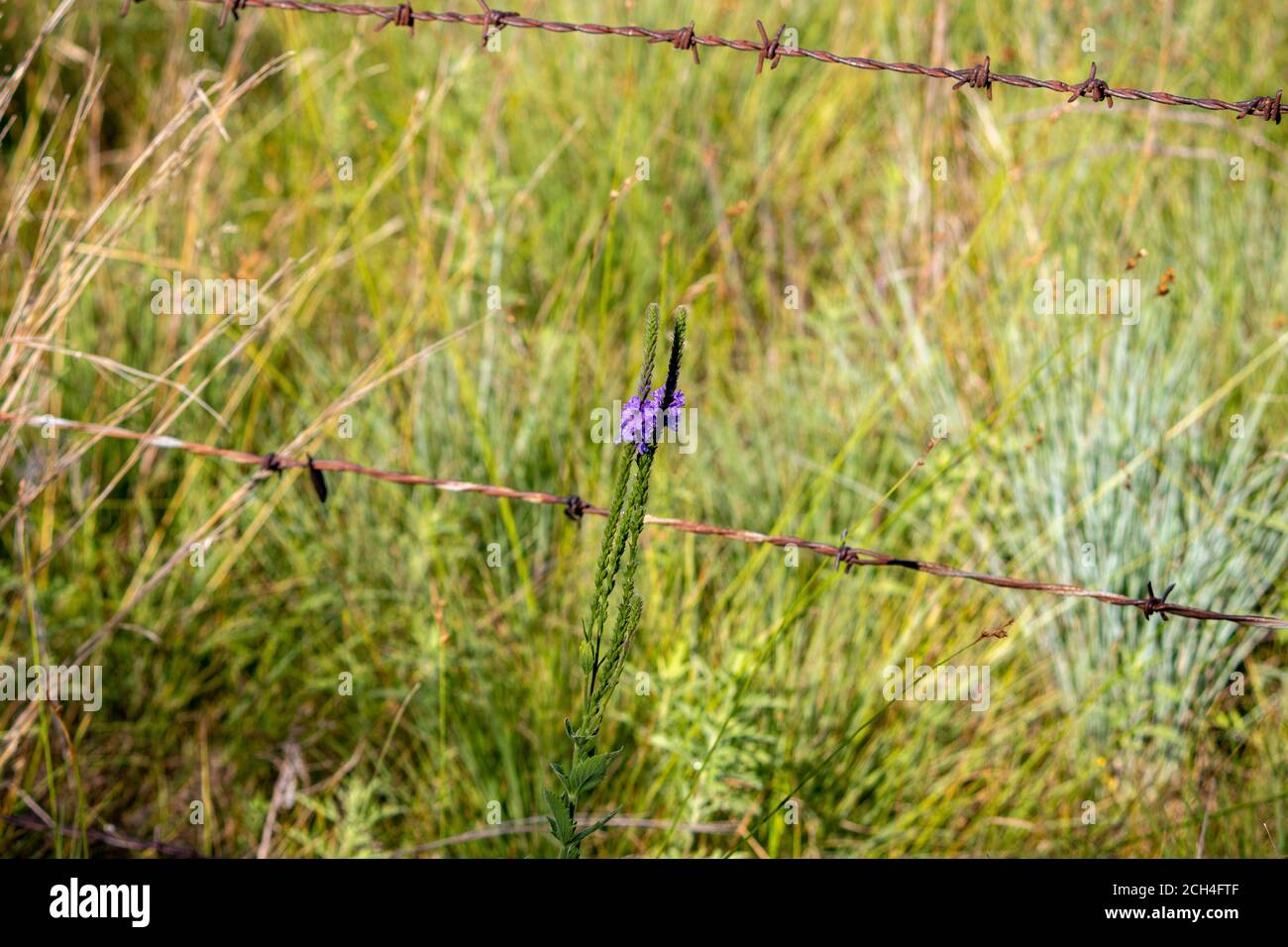 Un primo piano di un fiore viola di Gayfeather nel selvaggio del Nebraska . Foto di alta qualità Foto Stock