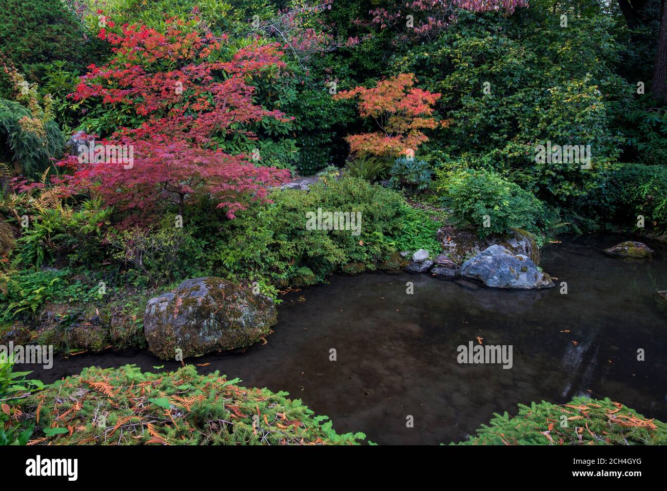 Laghetto di pesci circondato da una stupefacente gamma di aceri giapponesi in colore autunnale, al Kubota Japanese Gardens, Seattle, Washington Foto Stock