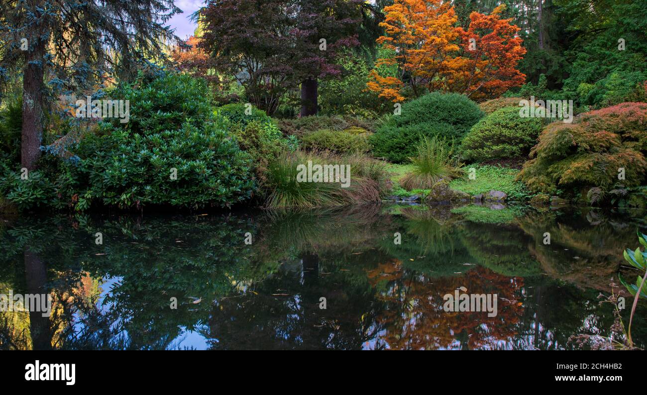 Laghetto di pesci circondato da una stupefacente gamma di aceri giapponesi in colore autunnale, al Kubota Japanese Gardens, Seattle, Washington Foto Stock