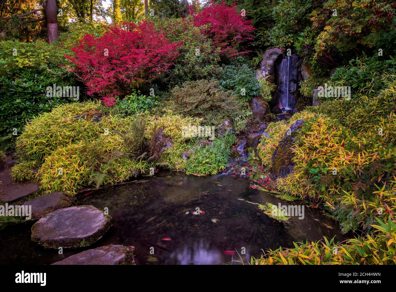 Cascata circondata da una stupefacente gamma di aceri giapponesi in colore autunnale, al Kubota Japanese Gardens, Seattle, Washington Foto Stock