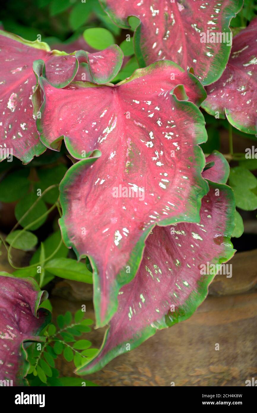 Belle foglie di Caladiun spp. Su sfondo naturale. Il Caladium è un genere di piante da fiore della famiglia delle Araceae. Sono spesso noti dal co Foto Stock