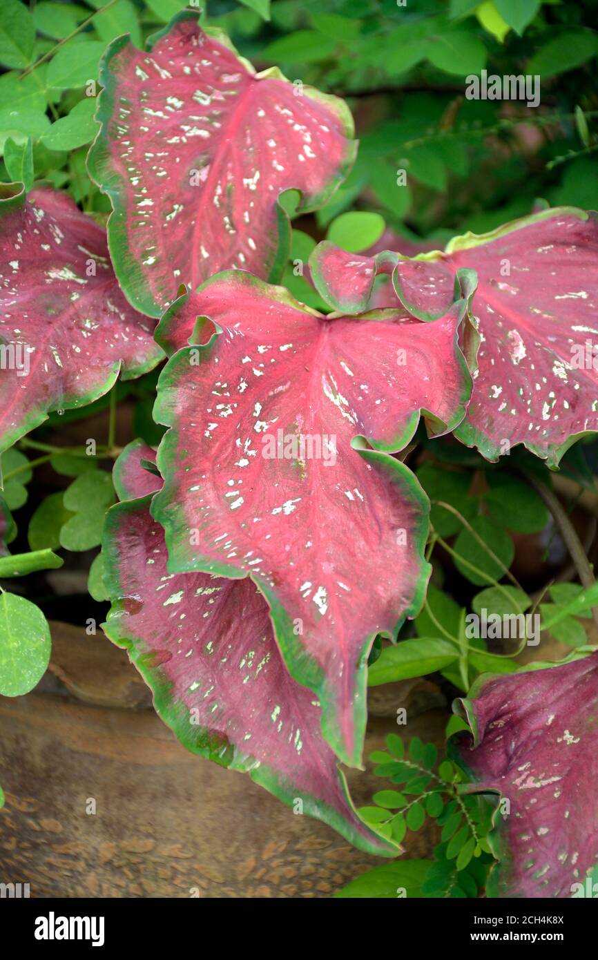 Belle foglie di Caladiun spp. Su sfondo naturale. Il Caladium è un genere di piante da fiore della famiglia delle Araceae. Sono spesso noti dal co Foto Stock