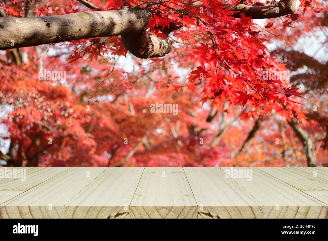 Contatore in legno prospettiva con giardino di acero giapponese completamente rosso in autunno. Montaggio foto su ripiano in legno per l'esposizione dei prodotti. Foto Stock