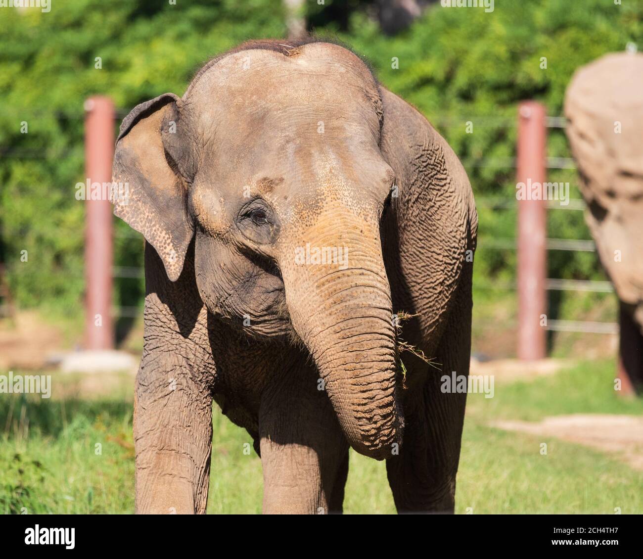Elefante singolo con orecchie floppy mangiare fieno allo Smithsonian National Zoo di Washington, DC Foto Stock