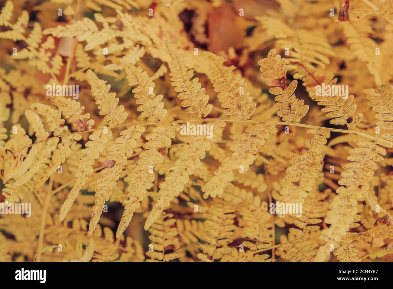 Foglie di felce invecchiate giallite nella foresta. Autunno natura sfondo stagionale. Foto Stock