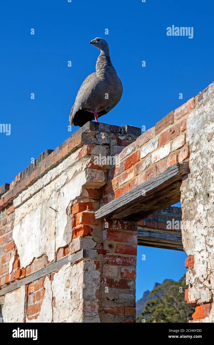 Cape Barren oca in cima a un edificio in rovina a Darlington ON Isola Maria Foto Stock