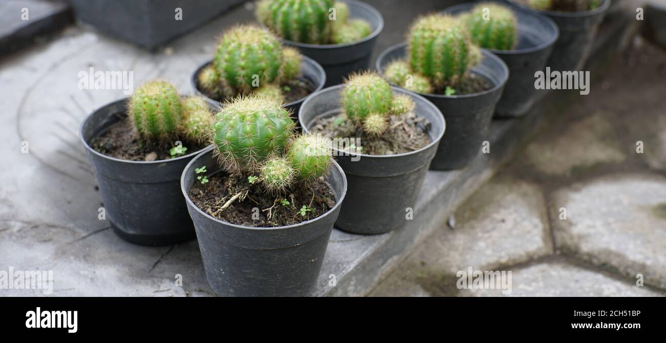 Vista dall'alto del mini cactus indonesiano. Gruppo di cactus in una pentola Foto Stock