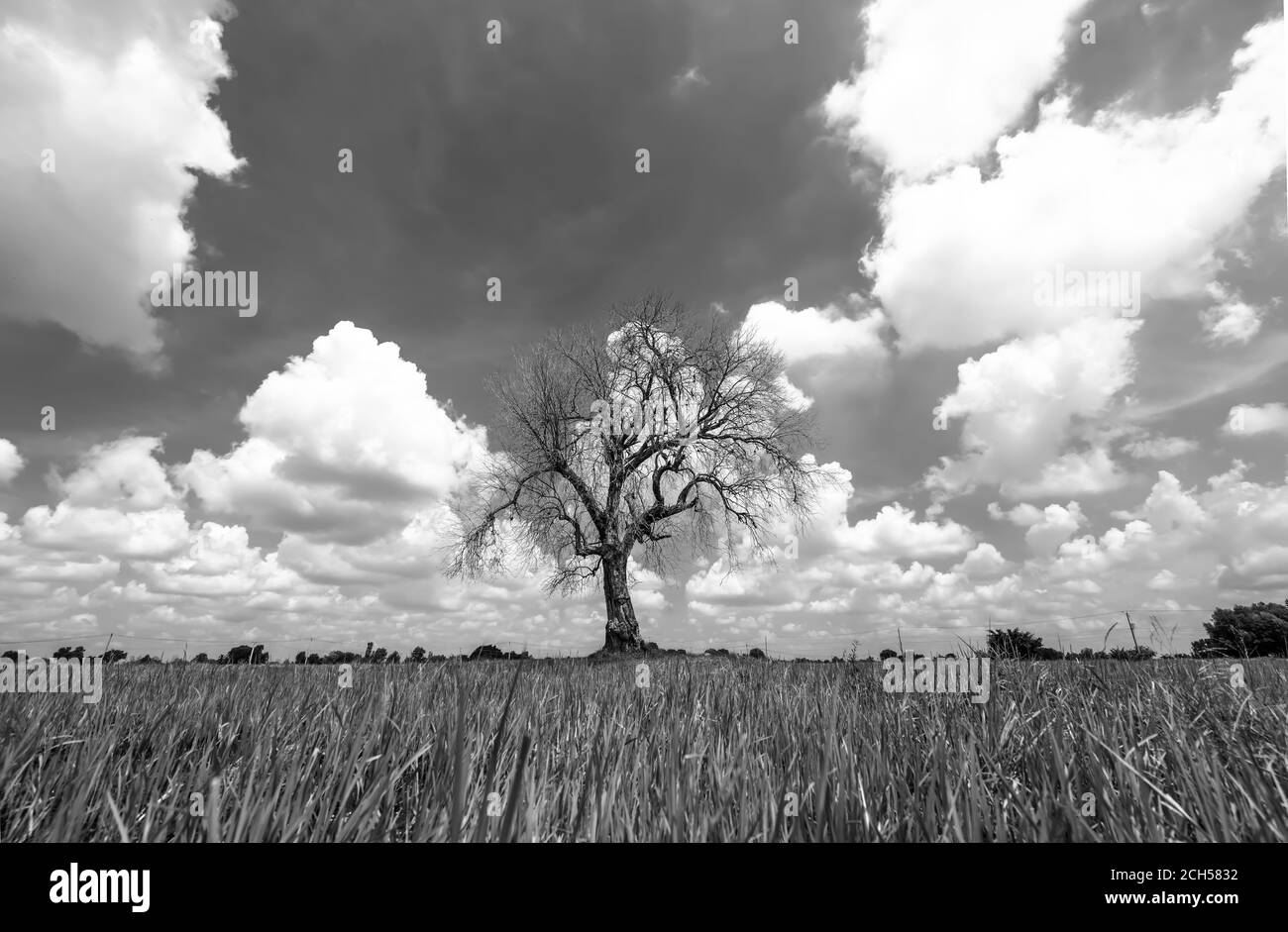 La silhouette dell'antico Syzygium cumini su risaie Con cielo soleggiato sfondo nella campagna del Vietnam Foto Stock