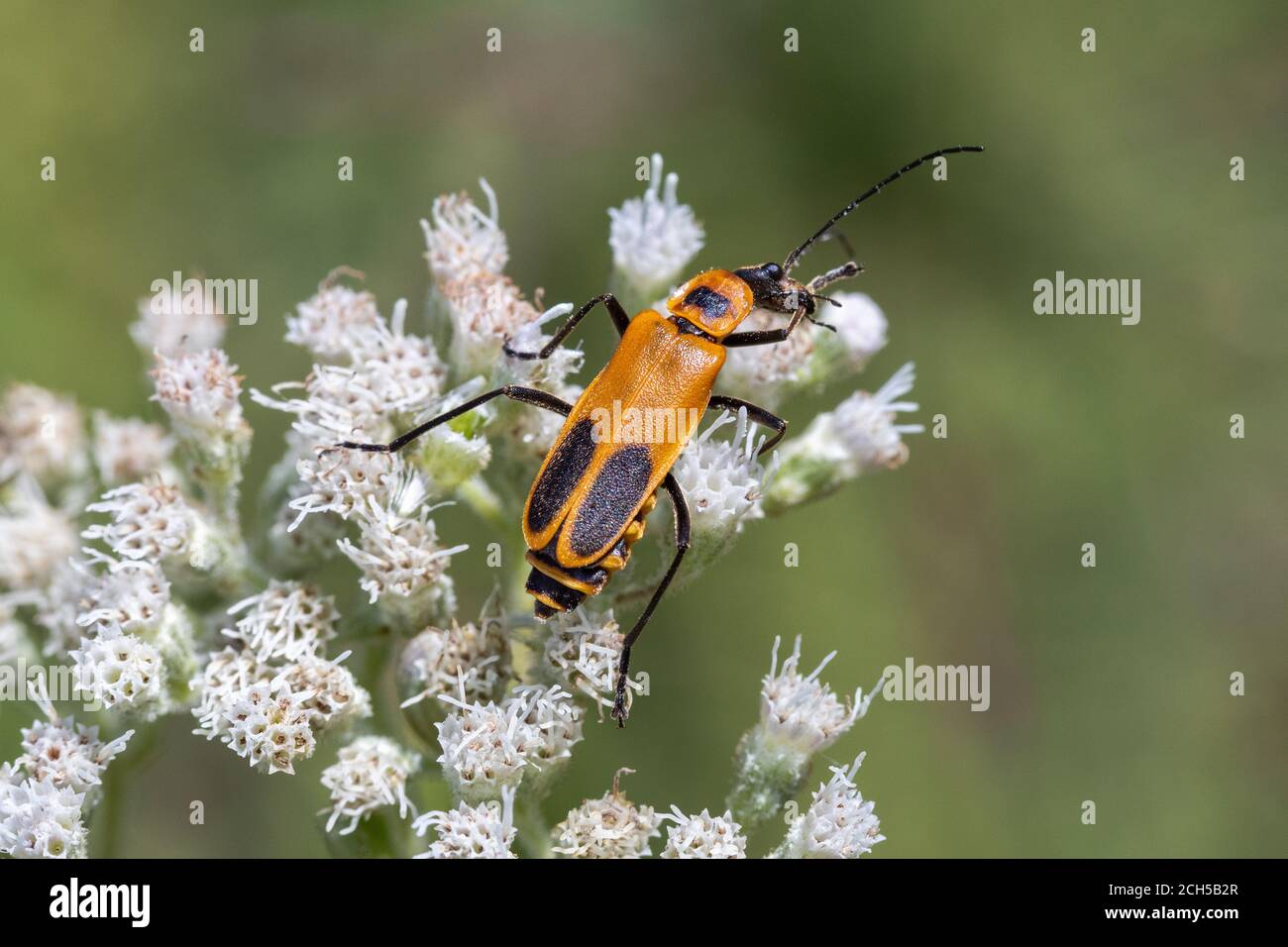 Goldendrod Soldier Beetle presso la Lee County Conservation Area di Montrose, Iowa Foto Stock