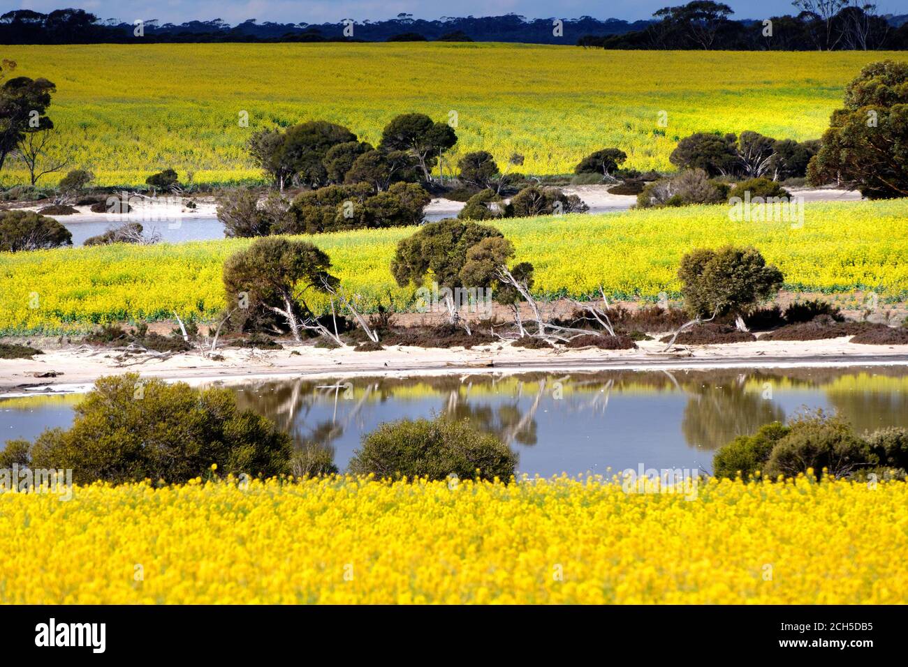 Campi di canola con laghi salati, Gums di salmone, Australia occidentale Foto Stock