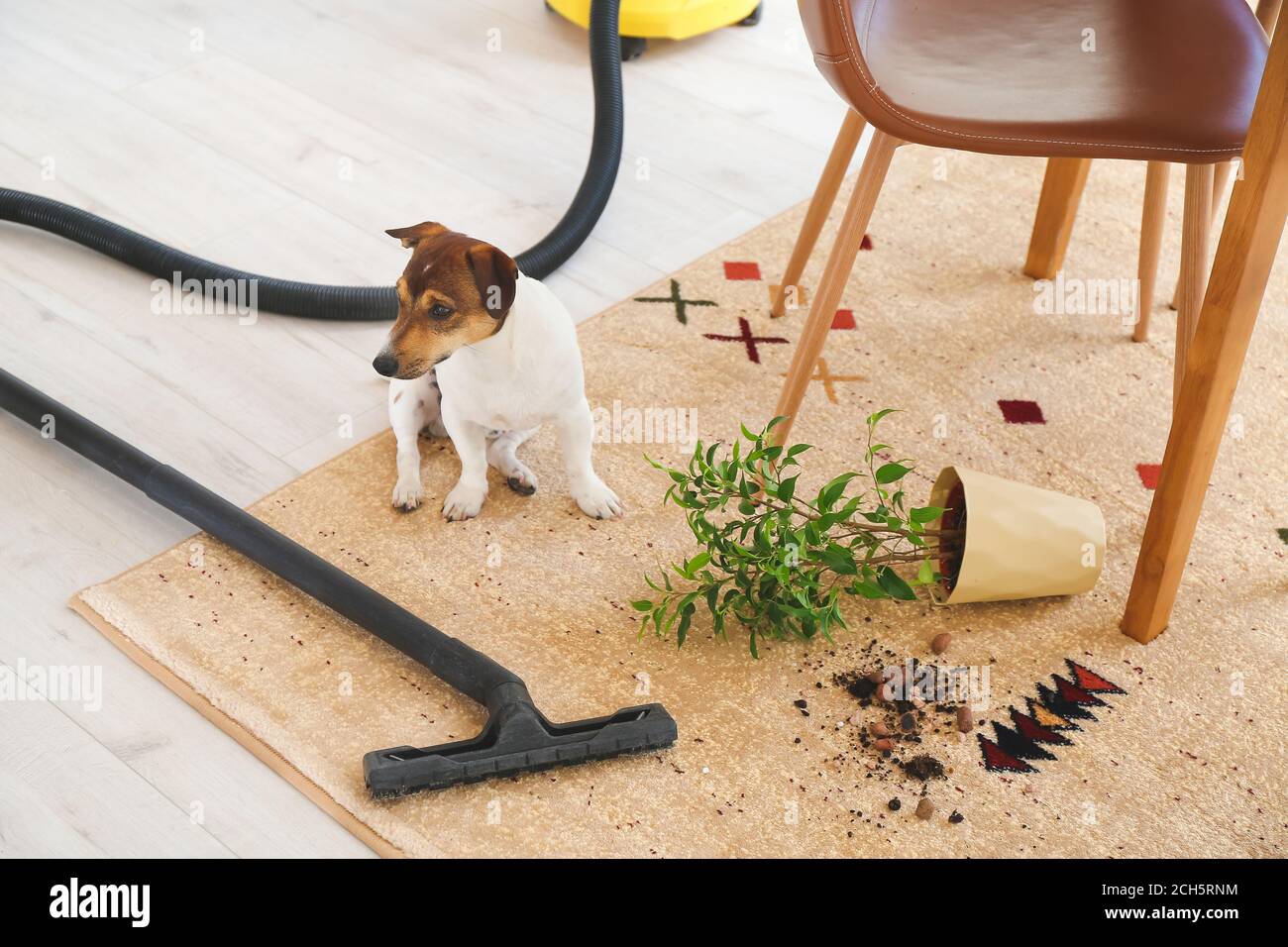 Aspirapolvere e cane su moquette sporca in cucina Foto stock - Alamy