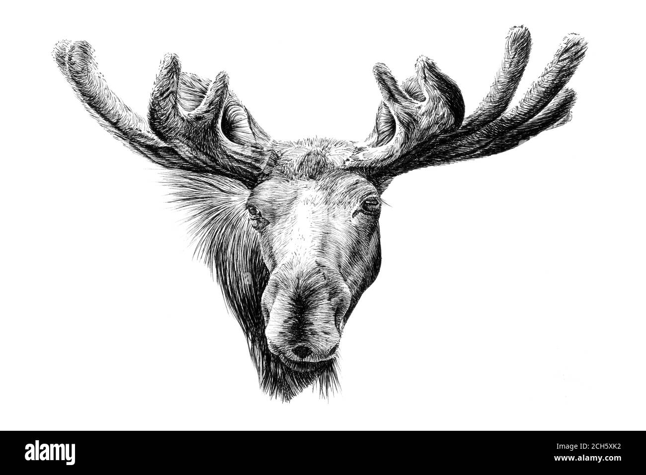 Ritratto moose disegnato a mano, grafica di schizzo illustrazione monocromatica su sfondo bianco (originali, nessuna traccia) Foto Stock