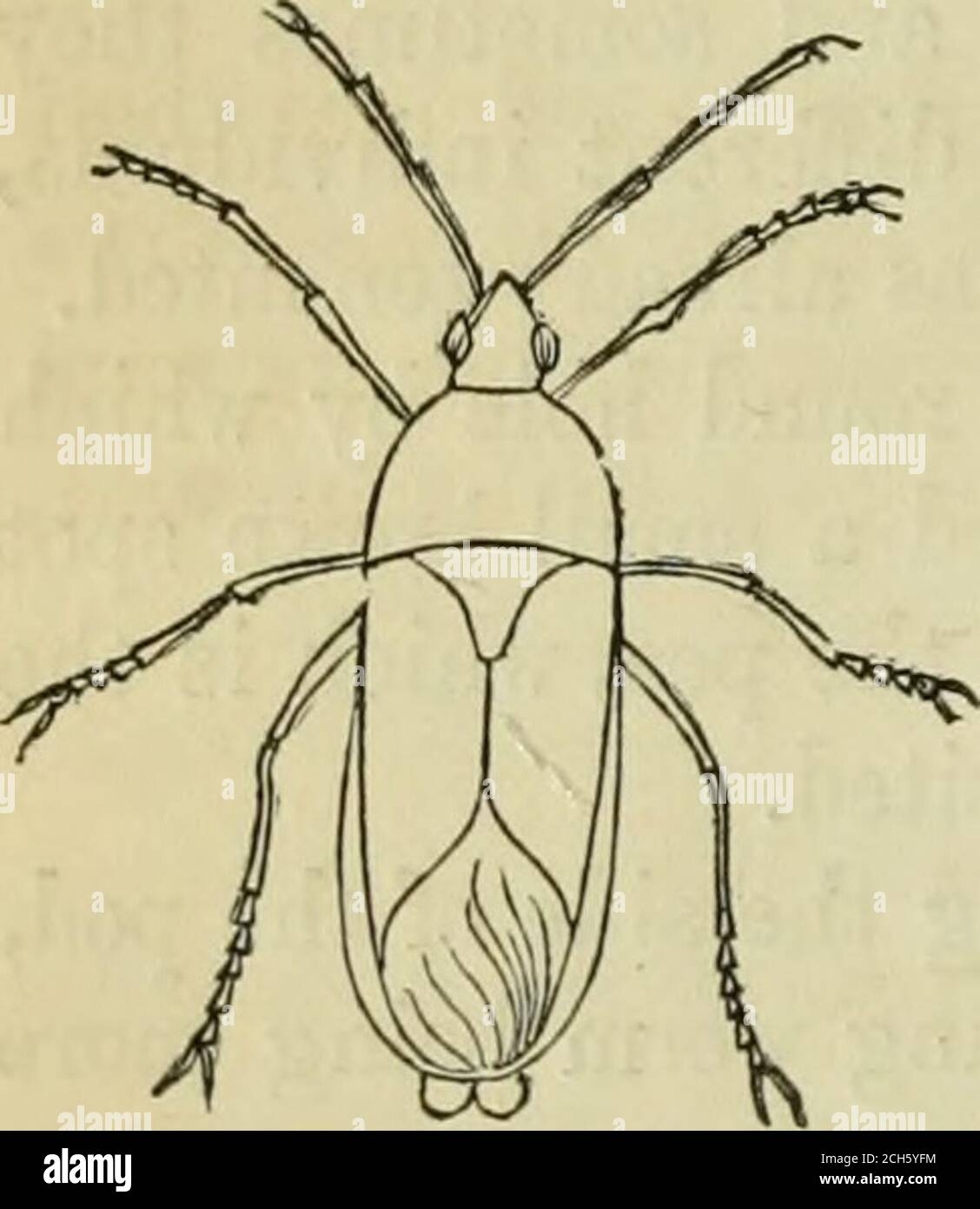 . Il giardino domestico americano. Chiamato in modo simile bug tartaruga, isFig- 65. Generalmente un bug marrone scuro o nero, piuttosto veloce nei suoi movimenti, cavalcato sopra le spalle, il wholeavendo un aspetto angolare o foderato, in qualche modo simile a uno scudo con itsquarterings. È un fallo, fetido bug, thecompanion del cetriolo rigato bugin sue devastazioni tra le viti vegetali. È meno numeroso e meno vivace, butlarger e più distruttivo in propizione ai suoi numeri, mangiare la foglia morevoraciously, e più completamente de-stroying il gambo. Le sue uova sono deposte in giugno e luglio. È istimide e veloce Foto Stock