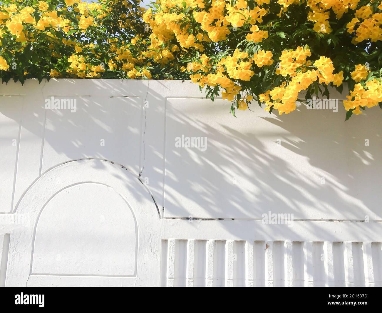 Fioritura recinzione giardino fiorito in estate soleggiato, astratta ombra a strisce su recinzione in cemento bianco. Focus su recinzione. Foto Stock