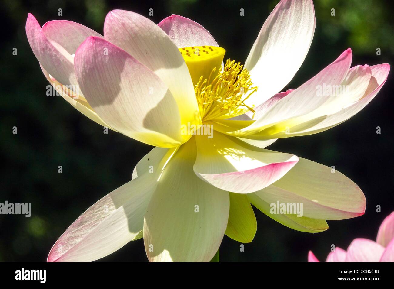 Sacro acqua Lily Nelumbo nucifera closeup loto indiano Foto Stock