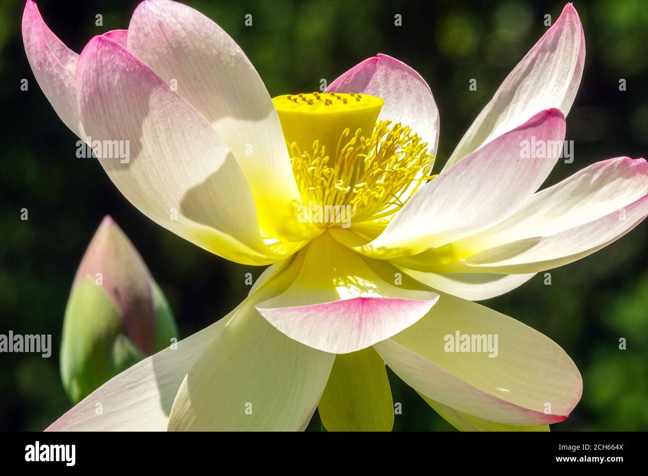 Sacro acqua Lily Nelumbo nucifera closeup loto indiano Foto Stock