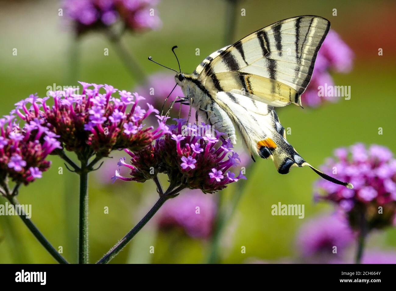 Verbena bonariensis farfalla di coda di rondine su fiore Foto Stock