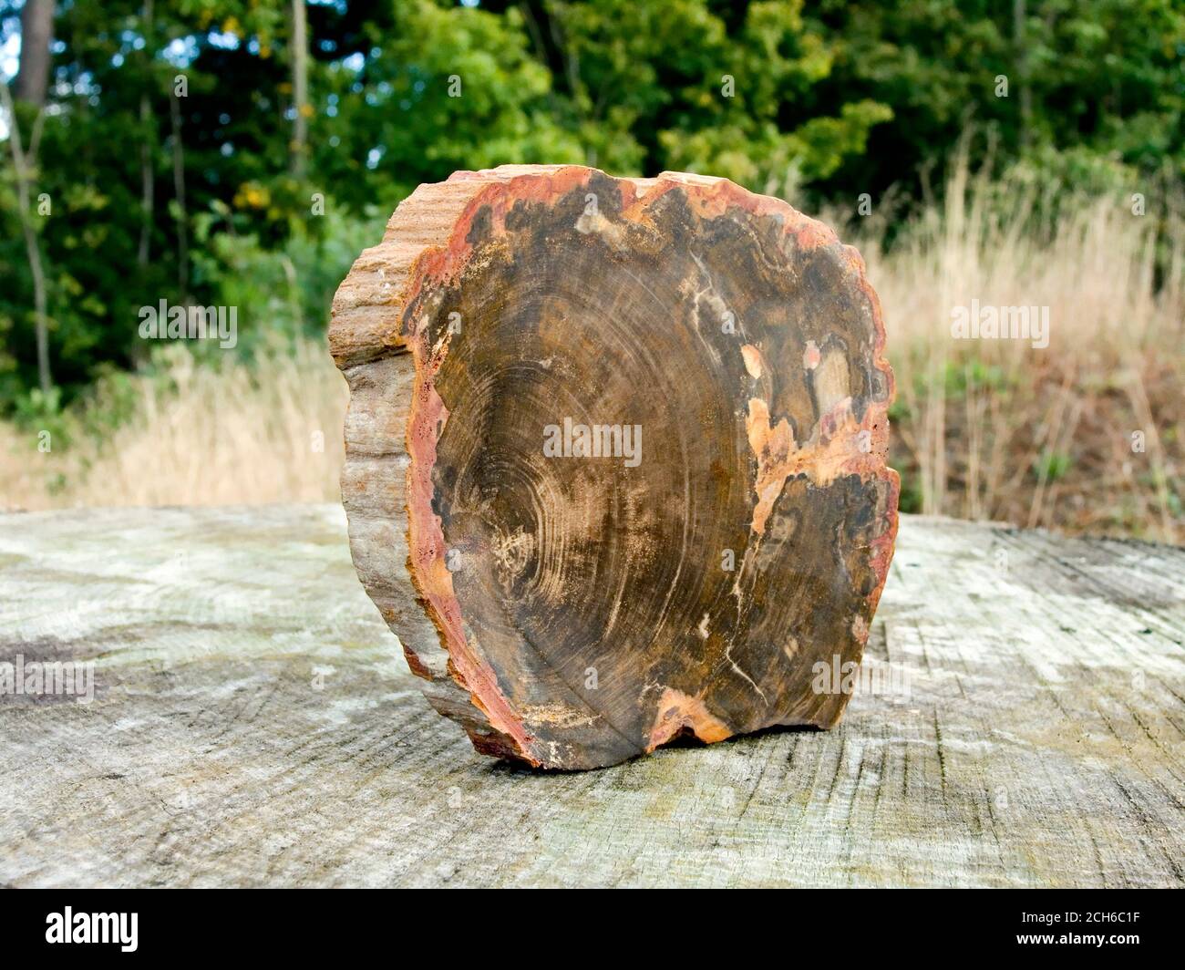 Legno pietrificato Foto Stock