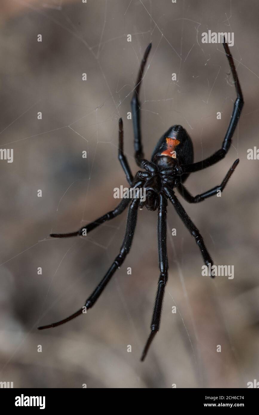 Il ragno della vedova nera occidentale (Latrodectus hesperus) uno dei pochi ragni pericolosamente velenosi in Nord America. Visto in California. Foto Stock