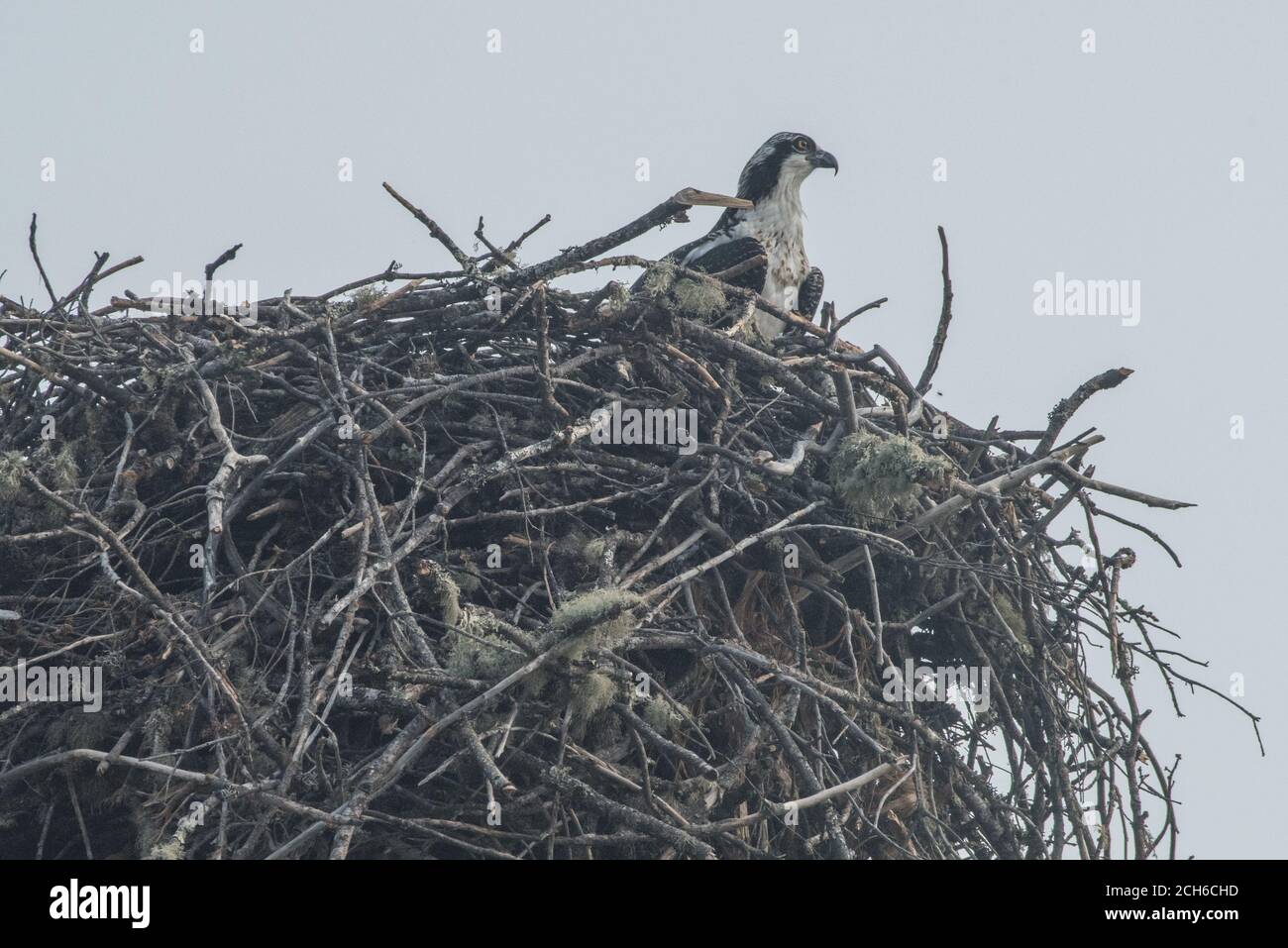 Un falco pescatore selvaggio (Pandion haliaetus) si trova nel suo nido massiccio vicino ad un lago nella contea di Mendocino, California. Foto Stock