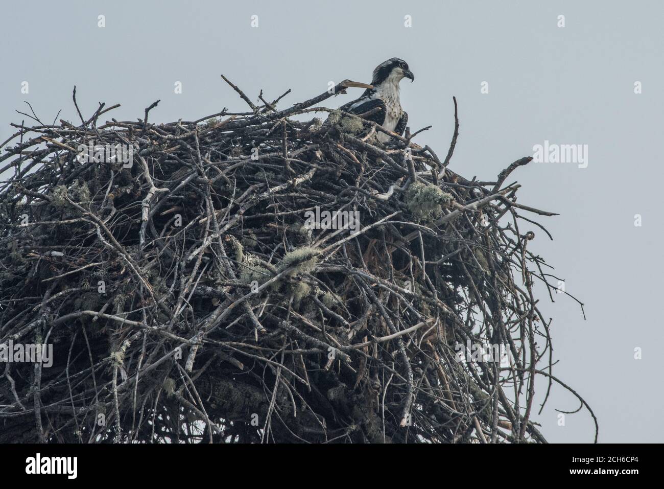Un falco pescatore selvaggio (Pandion haliaetus) si trova nel suo nido massiccio vicino ad un lago nella contea di Mendocino, California. Foto Stock