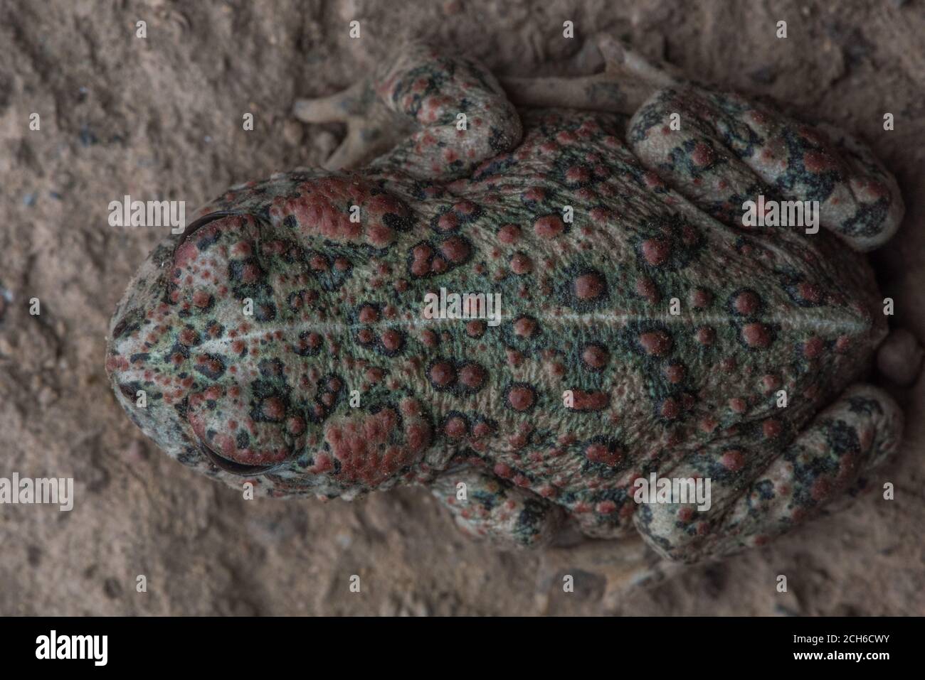 Il retro di un Western Toad (Anaxyrus boreas) della Mendocino Co., CA. Foto Stock