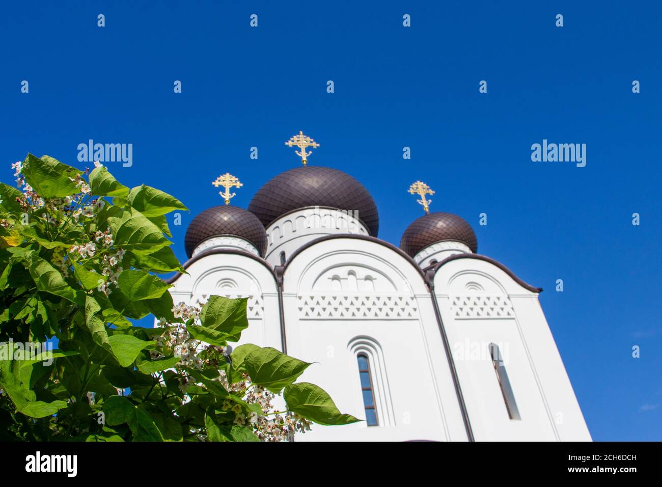 Ramo di Catalpa sullo sfondo della cupola della chiesa e del cielo blu senza nuvole... Foto Stock