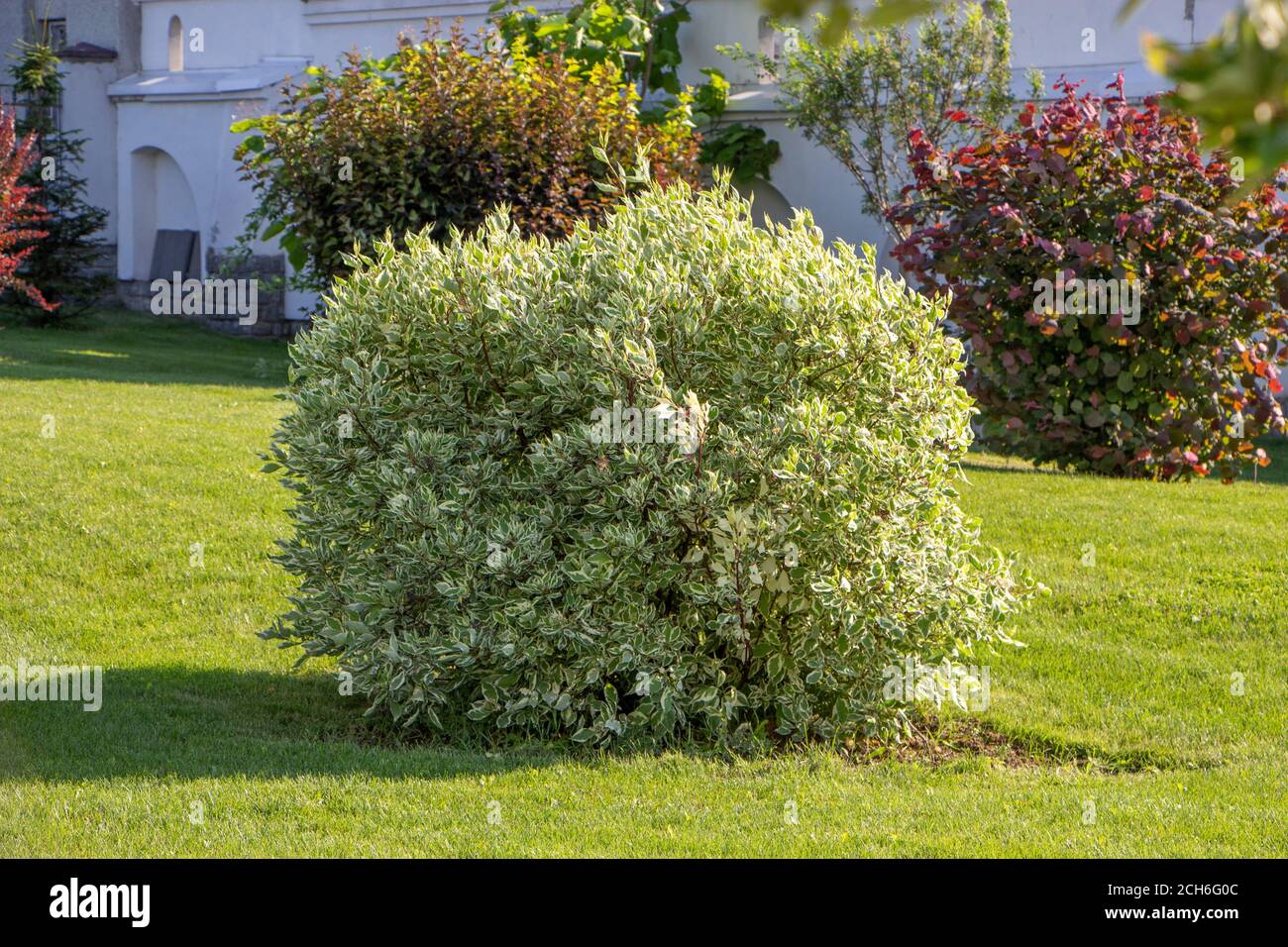 Cornel europeo, Cornus mas, cespuglio di dogwood sul prato, piante ornamentali in architettura paesaggistica. Foto Stock