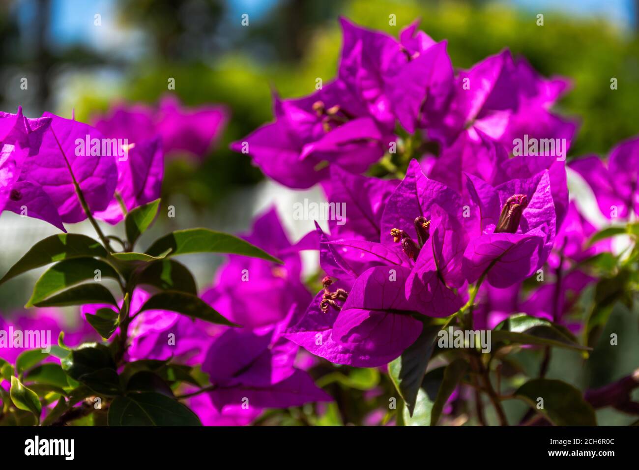 Bougainvillea lat. Bougainvillea vicino - in su nel giardino. Buganvillea magenta fiori. Bello sfondo viola brillante fiore. Flusso atmosferico Foto Stock