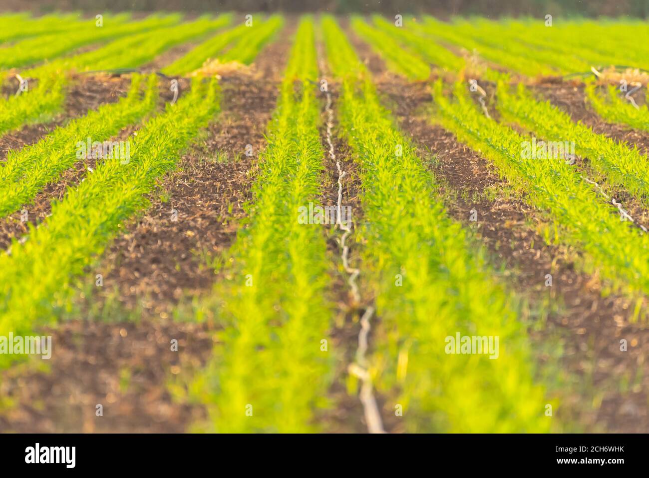 Gli sprinkler vengono utilizzati per irrigare giovani piantine in un campo agricolo. Fotografato in Israele Foto Stock