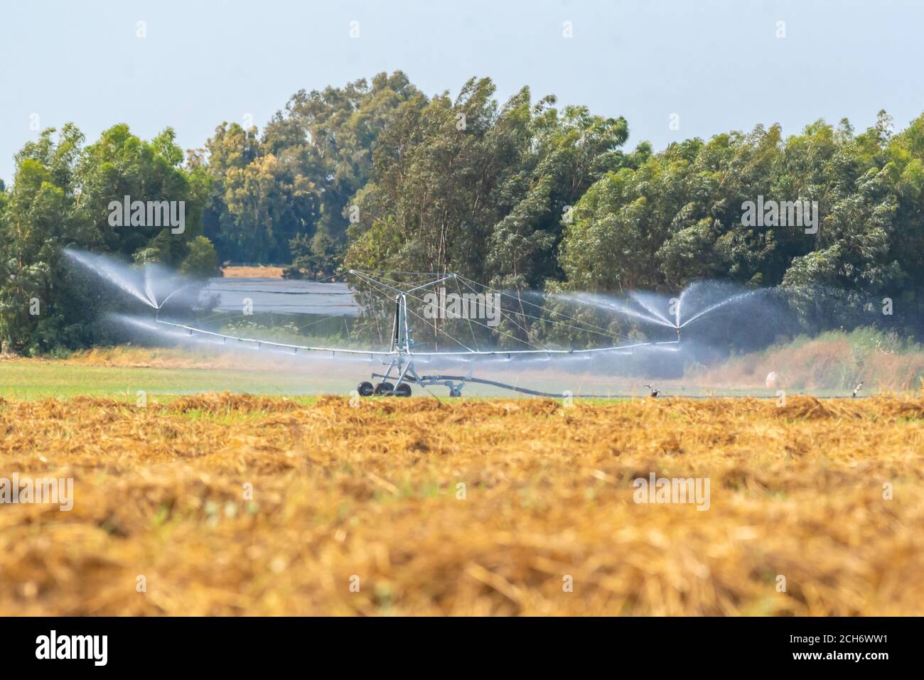 Gli sprinkler vengono utilizzati per irrigare giovani piantine in un campo agricolo. Fotografato in Israele Foto Stock