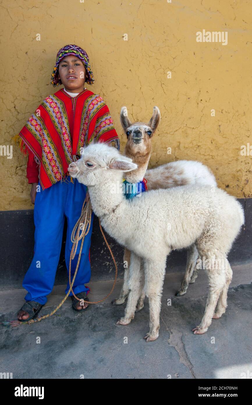 Un ragazzo vestito in un colorato poncho peruviano tradizionale e con un pullo sulla testa si erge con due llama sul lato della strada a Cusco in Perù. Foto Stock