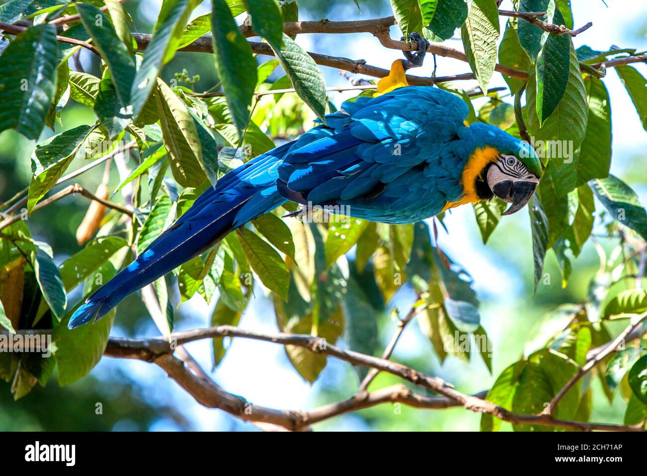 Un macaw blu-e-oro si trova in un albero sopra l'isola delle scimmie allagata vicino a Iquitos in Perù. Il Rio delle Amazzoni si era allagato fino a raggiungere livelli record. Foto Stock
