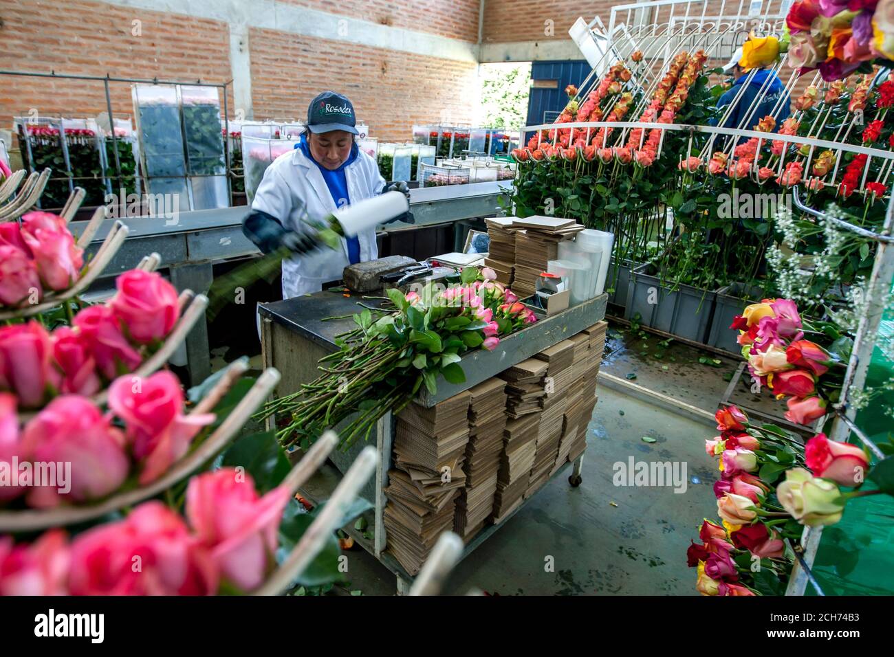 Un lavoratore della piantagione di rose Hacienda la Compania a Cayambe in Ecuador confeziona le rose nella fabbrica di lavorazione pronta per l'esportazione in tutto il mondo. Foto Stock