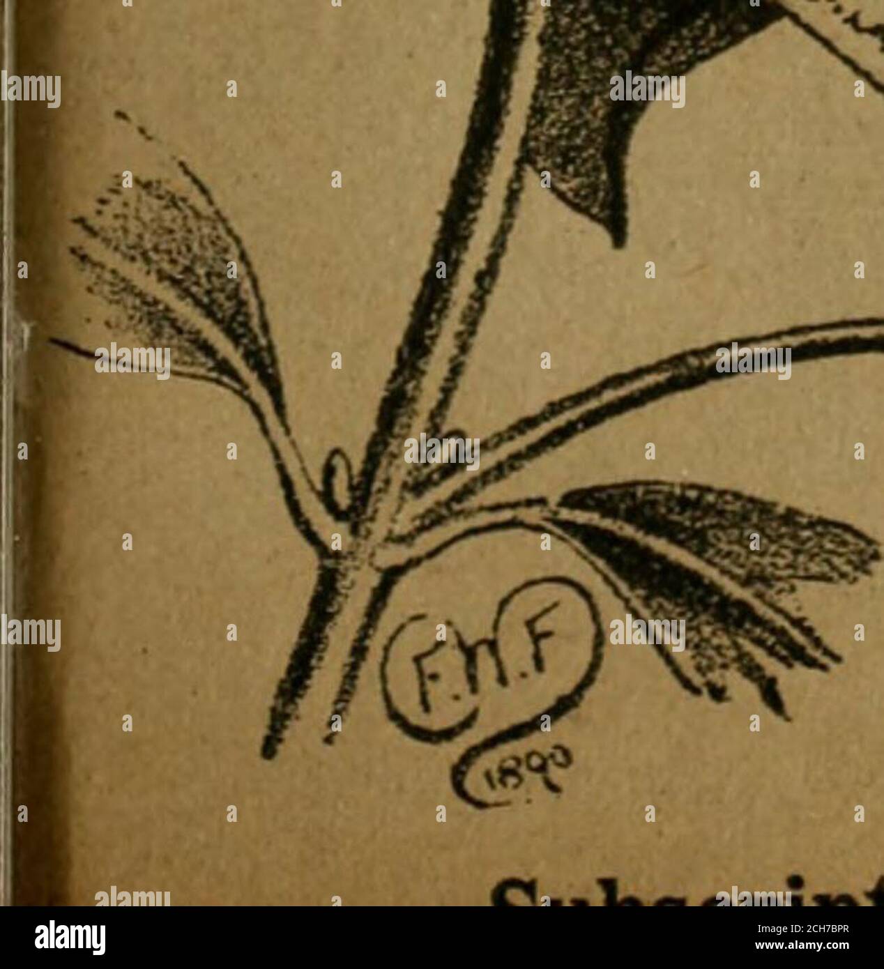 . The Entomologist's record and journal of variation . l,JUN-.3i,1892;THE ENititiiOGi8T8 Record jp^/i JOURNAL OF VARIATION. A cura di J. W. TUTT, F.E.S. MAV i6l/i, 1892.. Prezzo SIXPENCE. Abbonamento per dodici numeri, posta gratuita, SEI SHILLING, DA FORWAKOBD A Albert J. HODGES, 2, Highbury Place, London, N., LONDON:ELLIOT STOCK, 62, Paternoster Row, AD ESEMPIO BERLINO: R. FRIEDLANDER & SOHN, 11, Carlstrasse, N.W, ci..i :^4-:^«.r, 4Vvn ir^l TTT ^«^^, &lt;3..^ Foto Stock