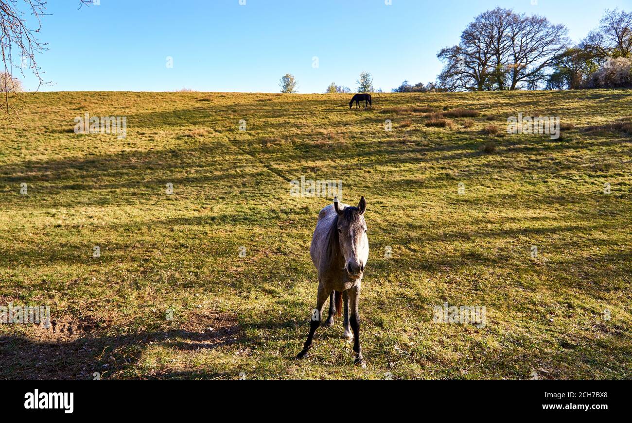 Vista da un cavallo su un verde pascolo naturale con alberi e cielo blu. Foto Stock